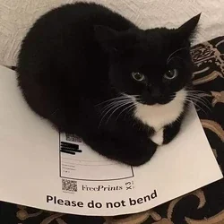Yaqub Qamar Addin Dibiazzah, a tuxedo cat, sitting on a parcel marked Please do not bend